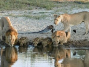 Львы на водопое фото